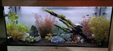 Zo'n 4 weken aan het opstarten, zachtjes aan alle vissen aan het verhuizen vanuit het oude aquarium