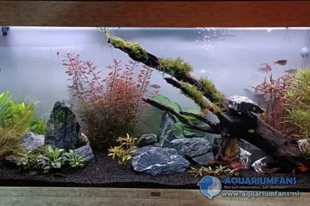 Zo'n 4 weken aan het opstarten, zachtjes aan alle vissen aan het verhuizen vanuit het oude aquarium