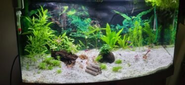 longontsteking Literaire kunsten Laboratorium De leukste aquarium ervaringen en foto's ter inspiratie vind je hier!  Aquariumfans