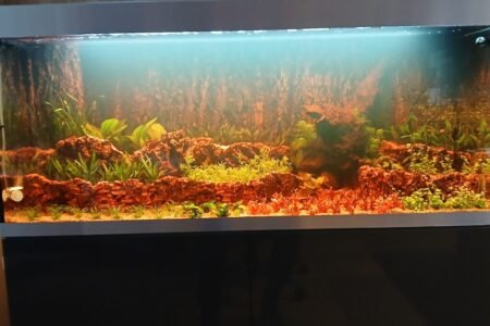 een nieuw aquarium 1 maand oud