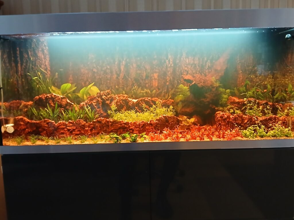 een nieuw aquarium 1 maand oud